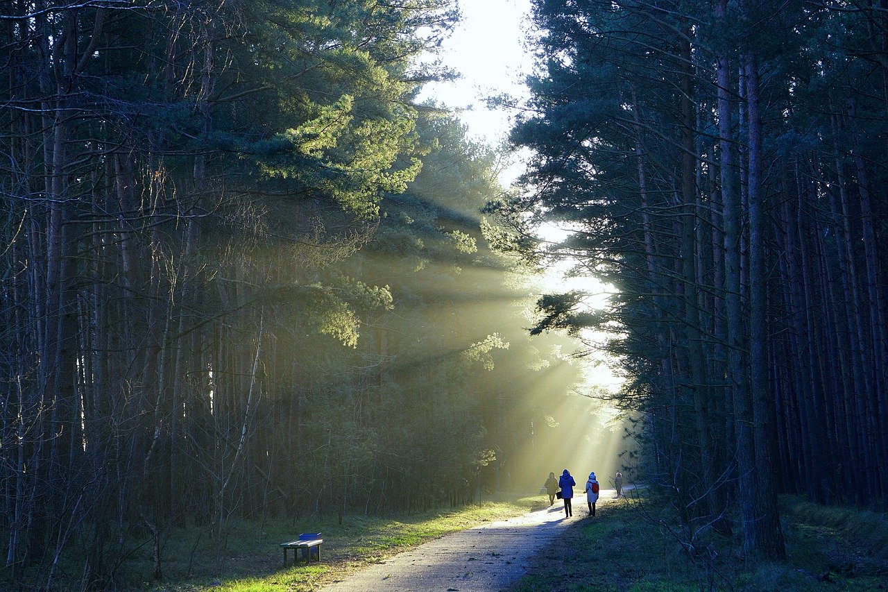 the path, forest, trees-7631282.jpg